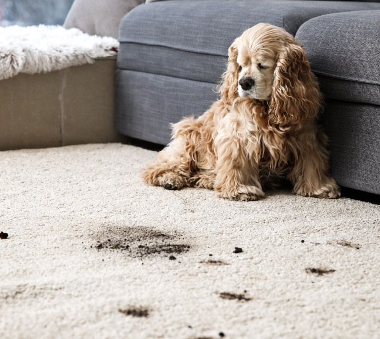 carpet cleaning